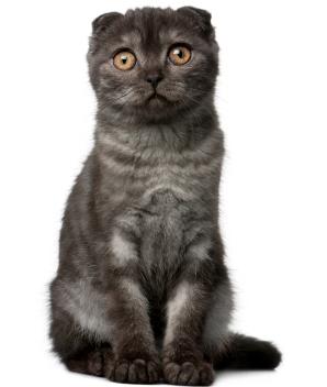 А ви знаєте, чим відрізняються шотландські кішки від британських?