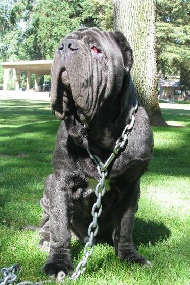 Мастиф Геркулес - найбільша собака у світі