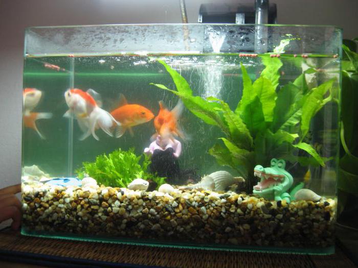 інструкція як доглядати за рибками в акваріумі по пунктам