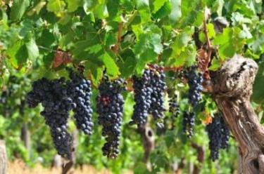 Як вирощувати виноград? Полив і догляд за рослинами