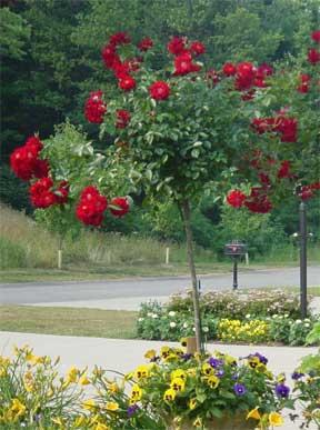 Догляд за трояндами влітку - створення найкращих умов для рослини