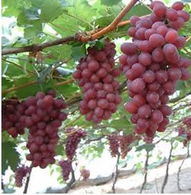 Смачний і корисний виноград Різамат