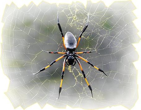 До чого сниться павук великий