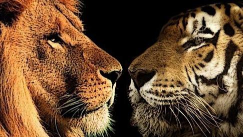 хто сильніший лев або тигр