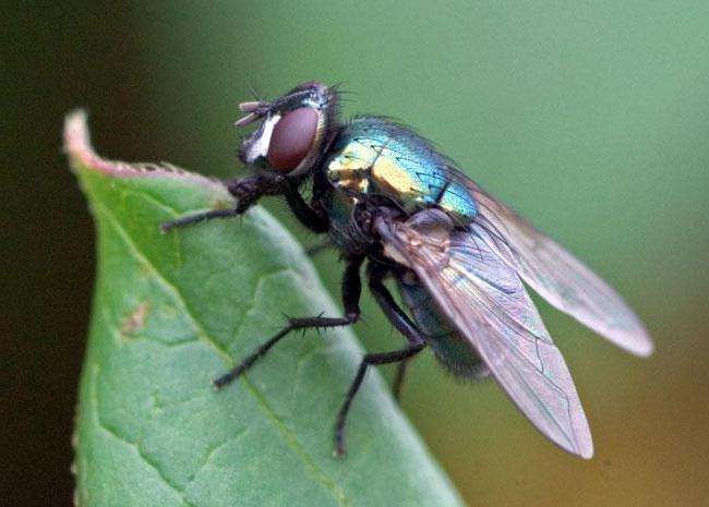 Зеленая мясная муха. Двукрылые Муха краснохвостая. Муха (насекомое) Двукрылые. Муха навозная зеленая.
