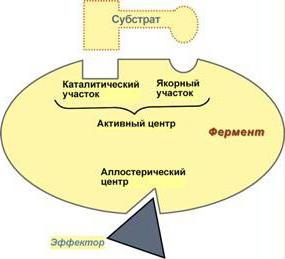 регуляція ферментів