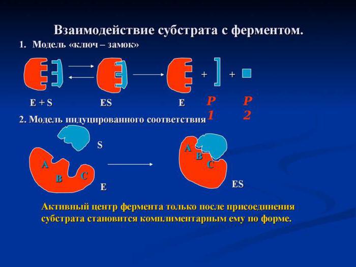 Регуляція активності ферментів і їх способи