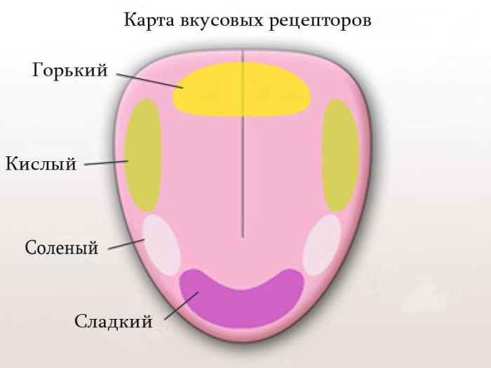 нюхові рецептори розташовані в