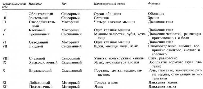 Черепні нерви, 12 пар: анатомія, таблиця, функції