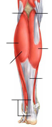 м'язи гомілки передня група 